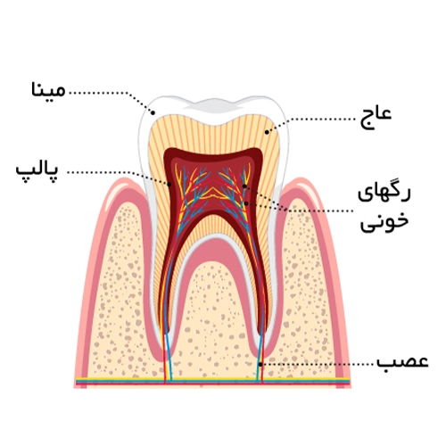 بخش داخلی آناتومی دندان